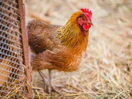 «Черкизово» модернизирует комбикормовый завод в Подмосковье