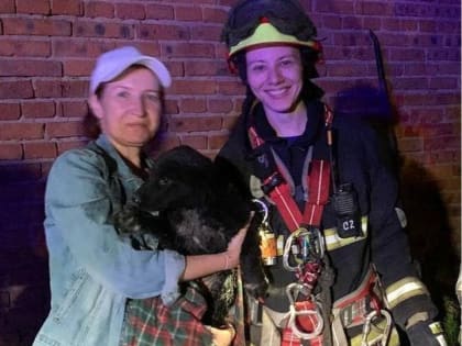 Спасение щенка из заброшенного подвала в Звенигороде