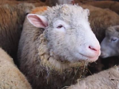 Новые инициативы в агропромышленном комплексе Подмосковья