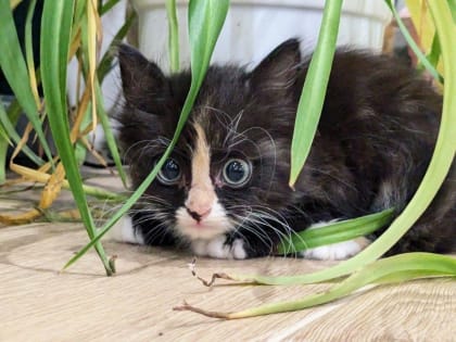 Семья лесничих из Звенигорода: традиции и современные вызовы