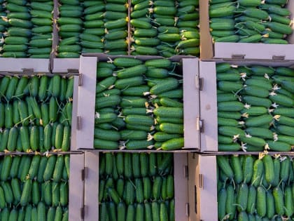 В теплицах «Аграрного» в Орехово-Зуевском округе планируют собрать около 2 тысячи тонн овощей