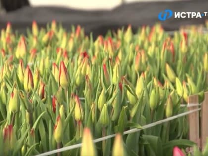 В Подмосковье вырастили около 15 миллионов цветов к 8 марта