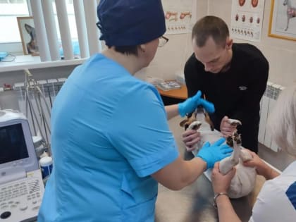 Ветеринар из Каширы рассказала о распространенных ошибках владельцев домашних животных при обнаружении клещей