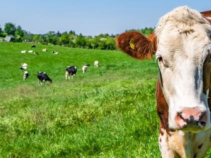 По вопросу обострения эпизоотической ситуации по сибирской язве