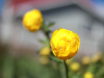 В Яндексе рассказали о погоде в России на выходных