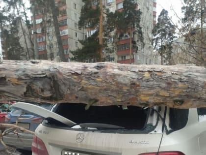 В Жуковском упавшие деревья повредило четыре автомобиля