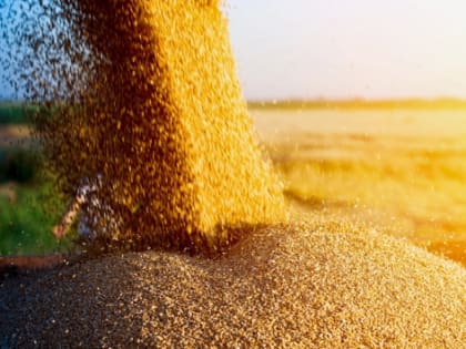 Bloomberg: Прекращение зерновой сделки сократит экспорт Украины в 2 раза