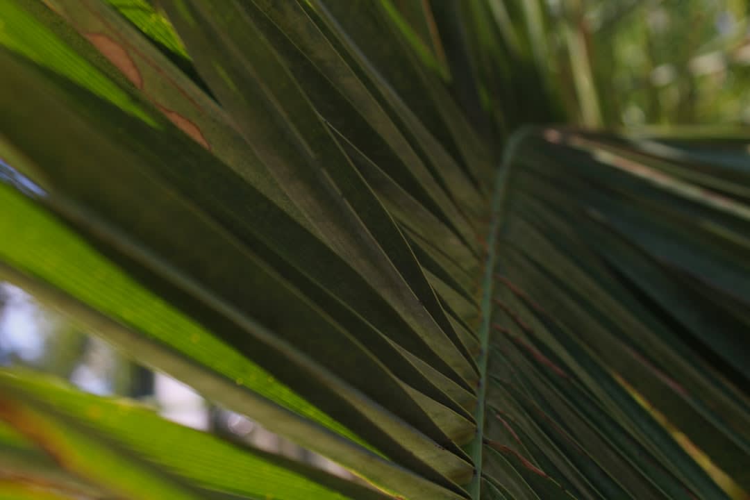 sl