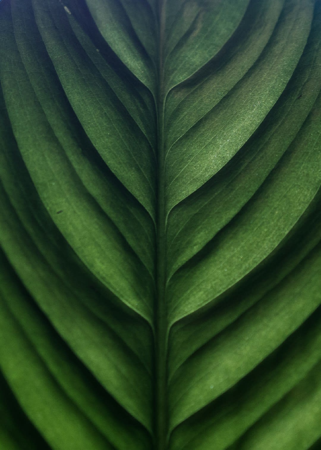 sl