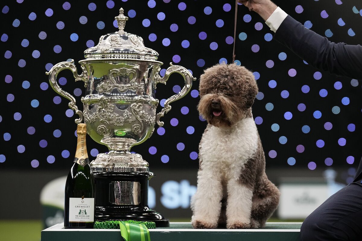 Crufts 2023 Pejskaři.cz