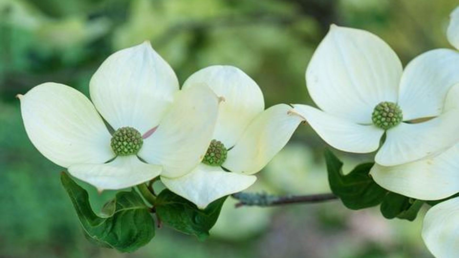 Everything You Need To Know About Dogwood Trees | Betty's Azalea Ranch