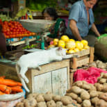 Lima schmeckt prima: Die peruanische Hauptstadt als neue Food-Trendmetropole