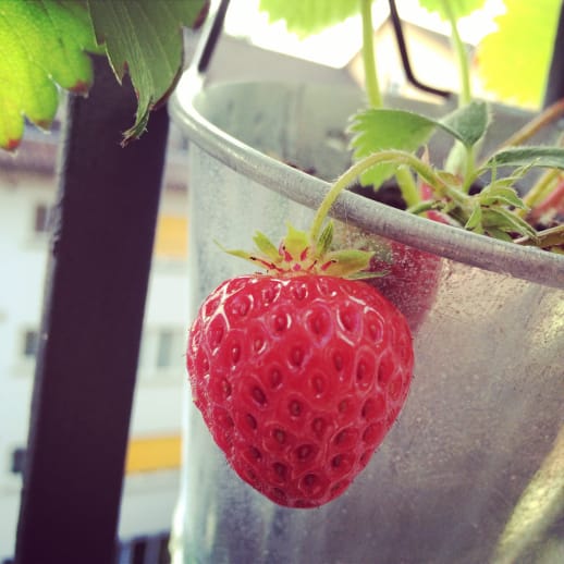Einfach fein: Tipps zum Anpflanzen von Erdbeeren für den Balkon oder Garten
