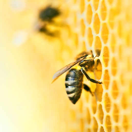 World Bee Day: Diese Beauty-Firmen setzen sich für Bienen ein