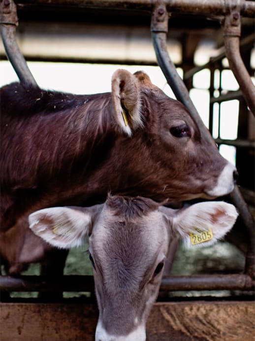 Mit gutem Gewissen Fleisch essen