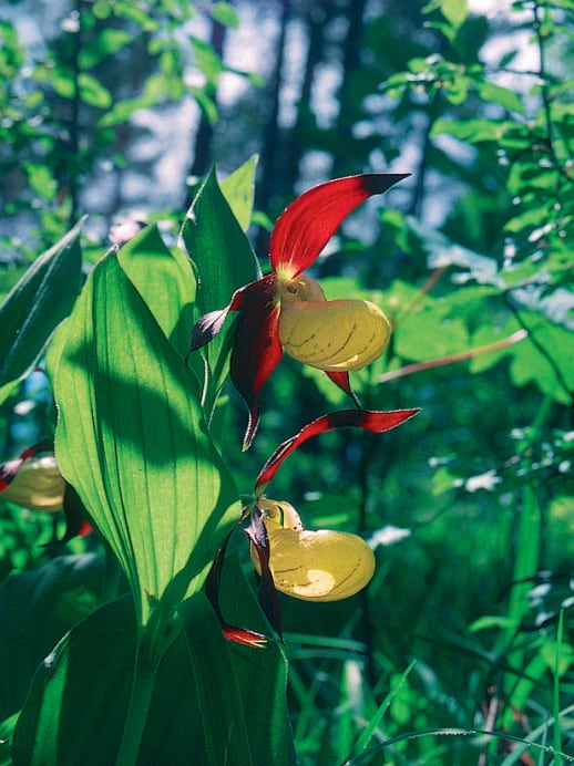 Orchideen: Das geheime Liebesleben der Schweizer Orchideen