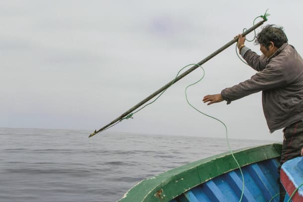 Was kann man gegen das Delfinmassaker tun?