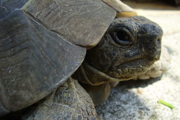 Wie ist es eigentlich eine Schildkröte zur Fortpflanzung zu motivieren?