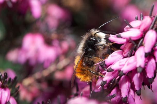 Patenschaft für Wildbienen