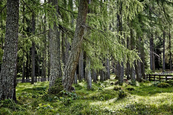 Biohotel Holzleiten in Tirol: Eine Wellness-Oase zum Verlieben