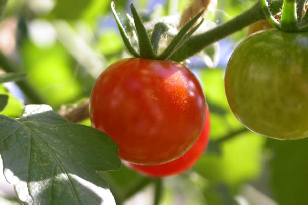 Veg and the City: Workshops rund ums urbane Gärtnern auf dem Balkon