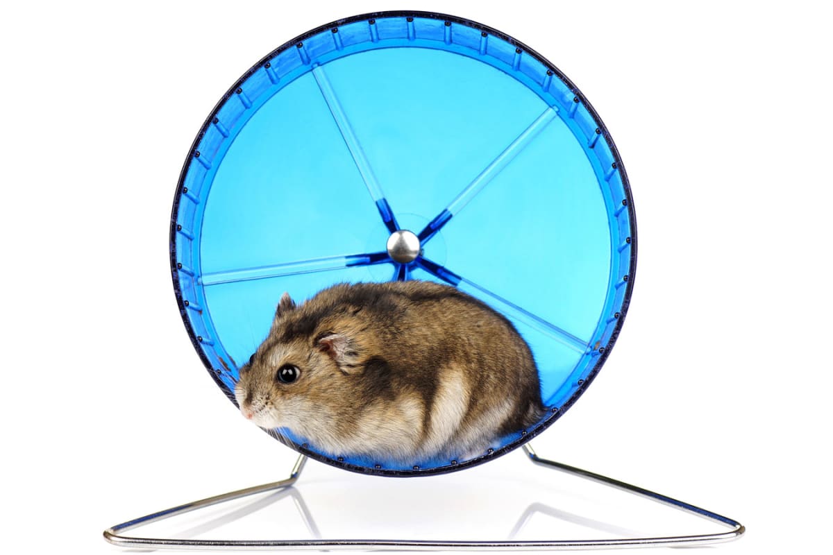 Raus aus dem Hamsterrad Annabelle