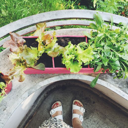 Die 5 besten Garten-Apps