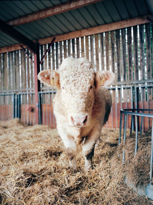Tierschutz: Benjy, der schwule Stier