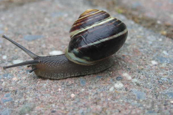 Plüss’ Punkte — Schnecken streicheln sich gegenseitig