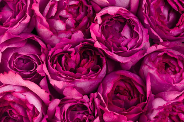 Piaget Rose Day: Rosen-Jagd in Genf, Zürich und Luzern