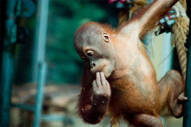 Plüss’ Punkte — Orang-Utans können pfeifen lernen