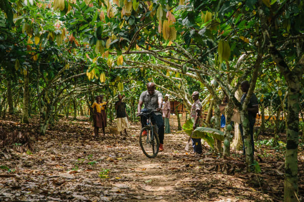 Dem Kakao in Ghana auf der Spur