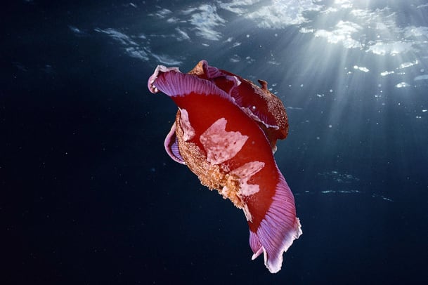 Muck-Fische – Schau an!