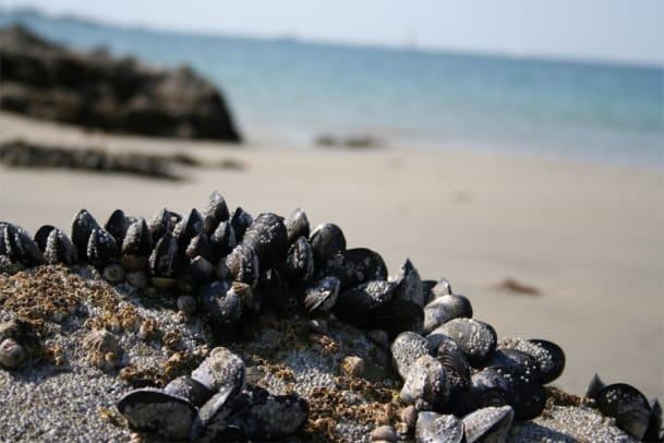 Plüss’ Punkte: Hustende Muscheln