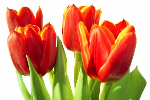 Plüss’ Punkte: Viagra für Blumen