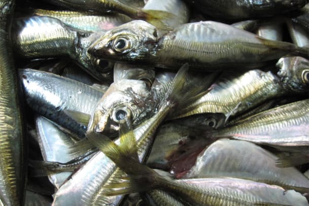 Ölsardinen & Zitrone statt Rollmops als Kater-Killer