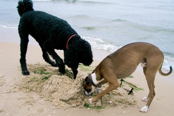 Hund und Strand