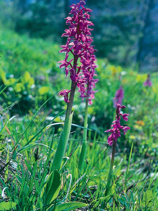 Orchideen Das Geheime Liebesleben Der Schweizer Orchideen Annabelle