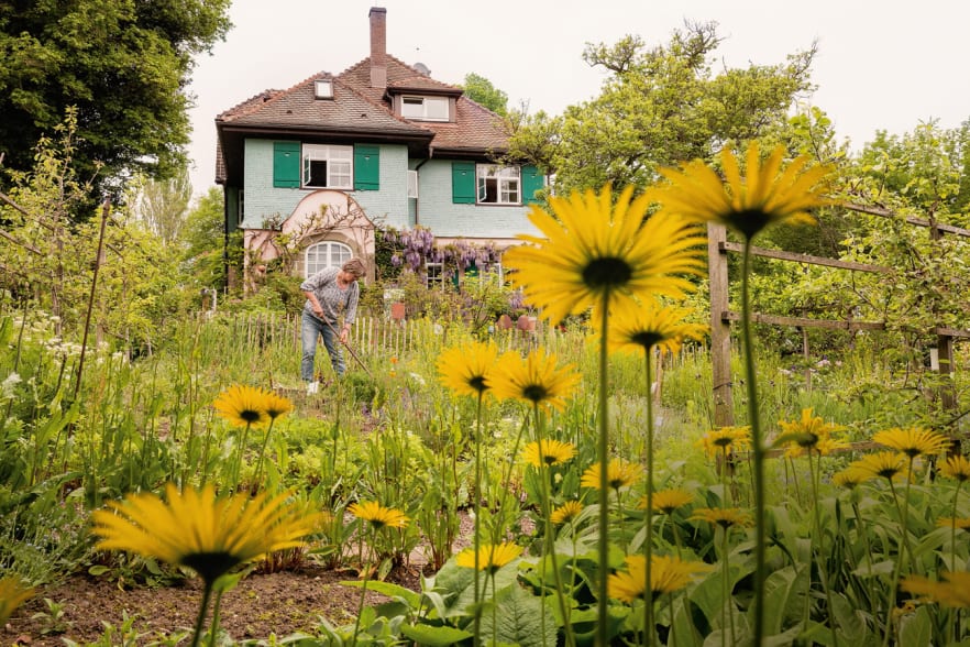 Im Garten von Hermann Hesse Annabelle