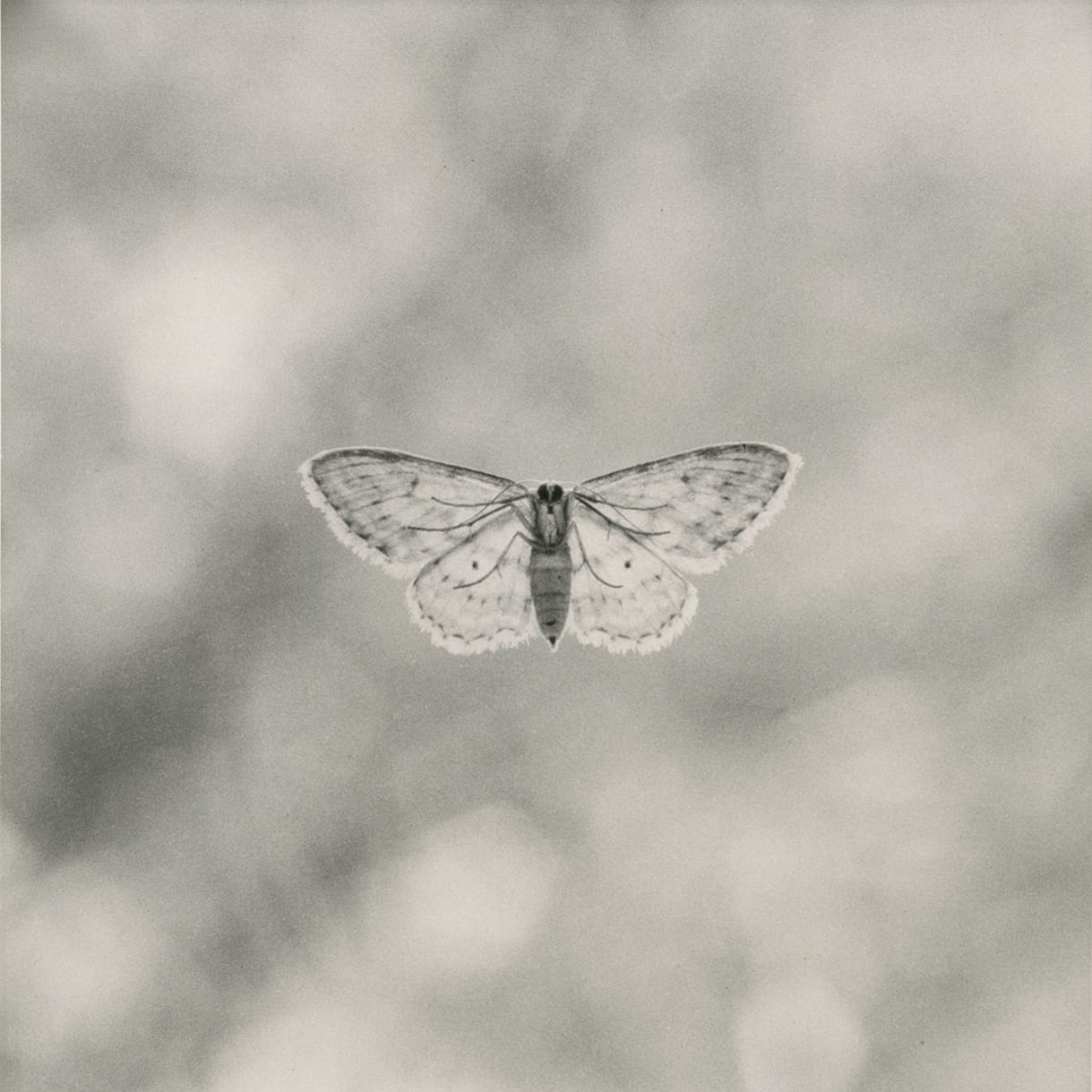 Fotografie eines Falters