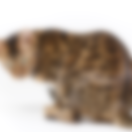 Katze im Haus