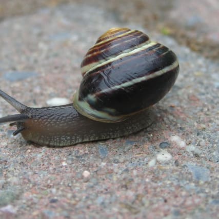 Plüss' Punkte — Schnecken streicheln sich gegenseitig