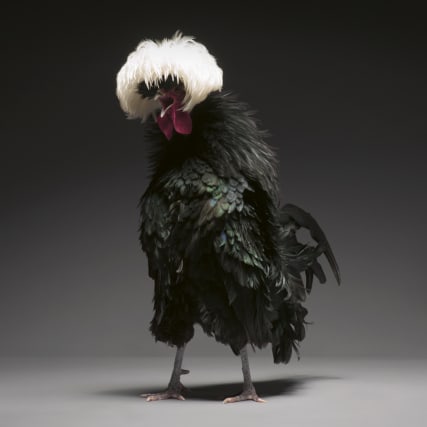 Von wegen dummes Huhn!