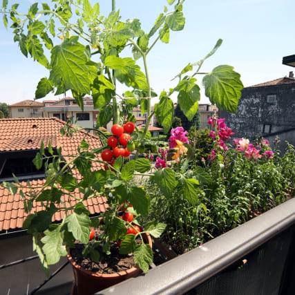 Pflanzen für Anfängerinnen