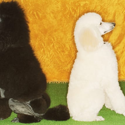 Unsere Diskussionskultur braucht mehr Grautöne