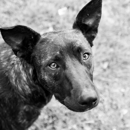 Wenn der Hund plötzlich zubeisst