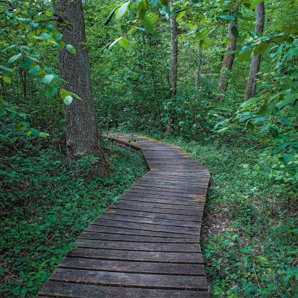 Postkarte vom Uetliberg