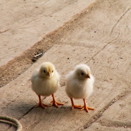 Küken schreddern und vergasen 