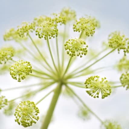 Rasche Feuchtigkeitspflege mit L'Occitane