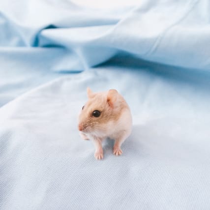 Wie ist es eigentlich, wenn das zum Hüten anvertraute Haustier stirbt?